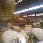 Moutons et agneaux - Ferme Garitte