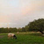Génisse à la ferme Garitte