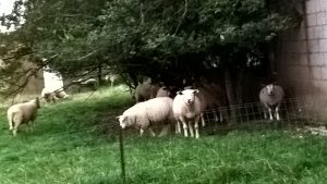 Moutons à la ferme Garitte